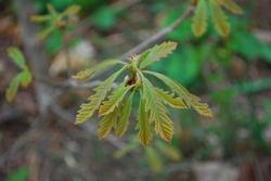 young bur oak 1 - 2009.JPG
